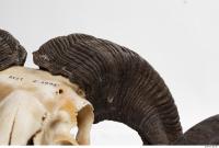 mouflon skull antlers 0001